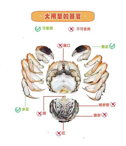 螃蟹哪个部位排泄？螃蟹哪个部位不管吃