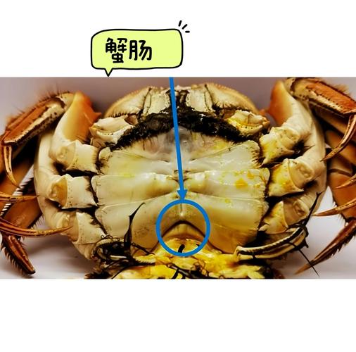 螃蟹哪个部位排泄?螃蟹哪个部位不管吃
