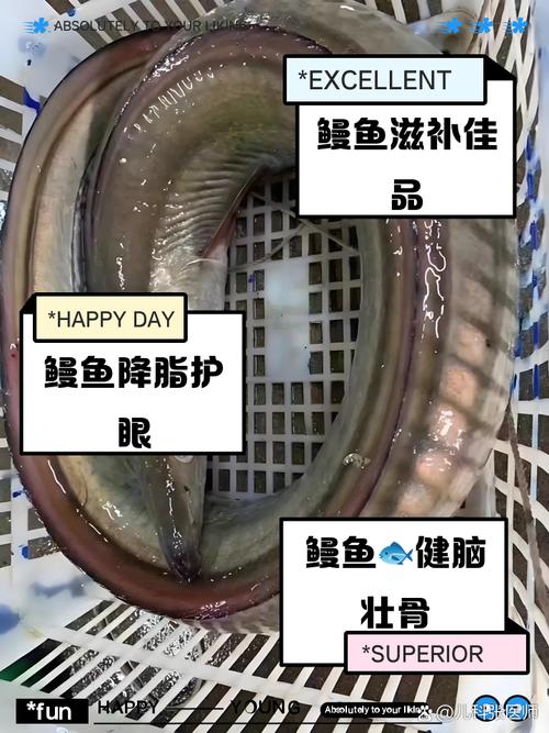 鳗鱼和带鱼哪个营养价值更高？鳗鱼和带鱼哪个营养价值更高些