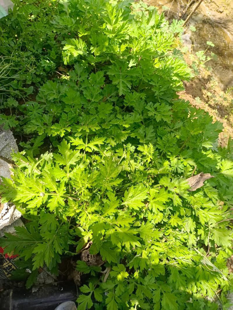 艾草一年采摘几次？艾草一年收割几茬