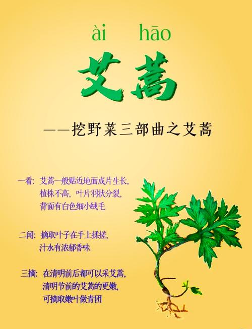 艾草一年采摘几次?艾草一年收割几茬