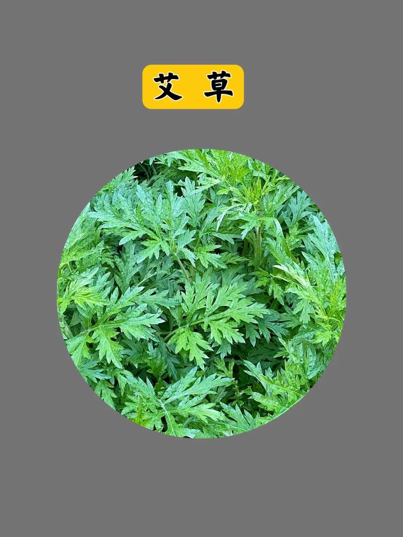 艾草一年采摘几次?艾草一年收割几茬