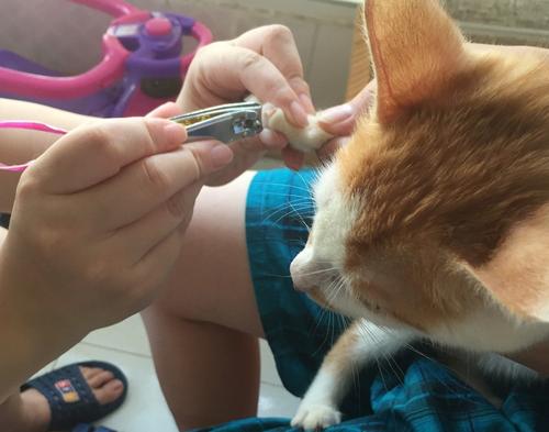 开宠物店如何办理营业执照流程？开办宠物店的流程