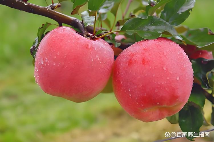 苹果和西红柿哪个热量高?苹果和西红柿哪个更有营养