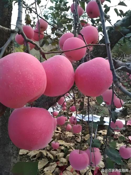 苹果和西红柿哪个热量高?苹果和西红柿哪个更有营养