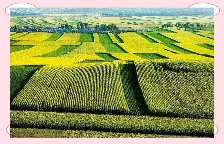 平原地区种植什么经济价值高?平原适合种植业吗