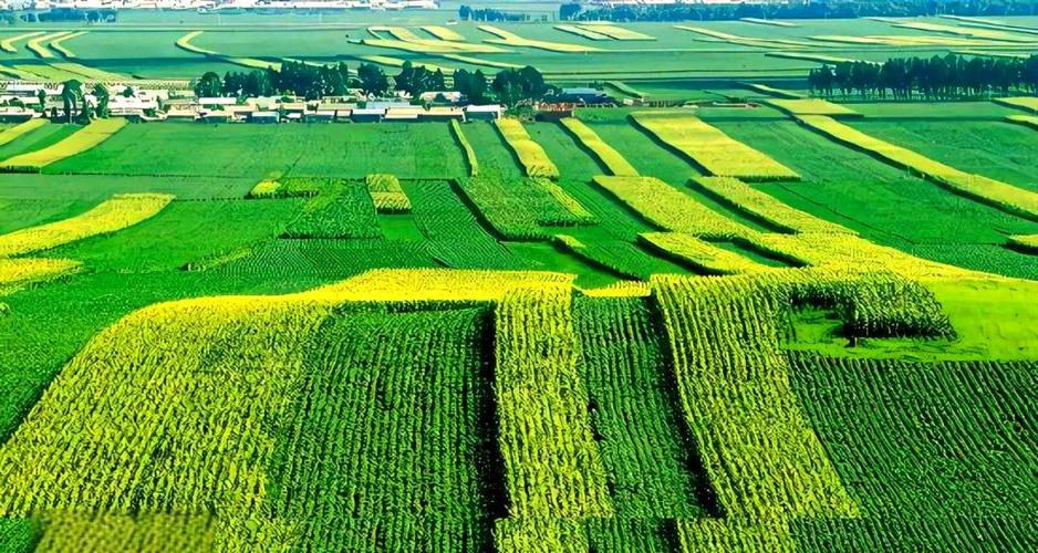 平原地区种植什么经济价值高?平原适合种植业吗