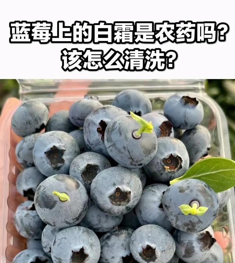 蓝莓表面的白霜有营养吗?蓝莓表面白霜很少是怎么回事