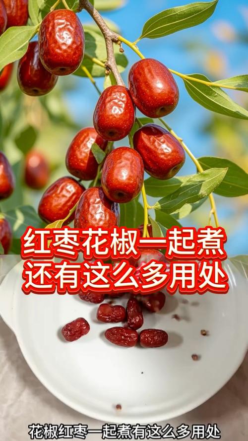 辣椒能和红枣一起煮吗？青枣能和辣椒一起吃吗