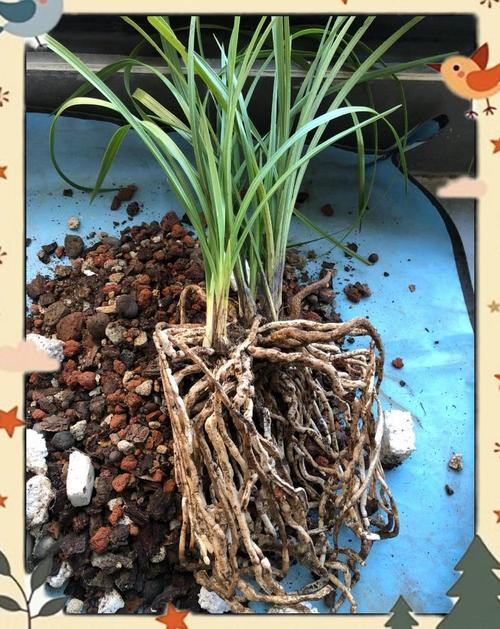 兰花根长不下去是什么原因？兰花根不往下长