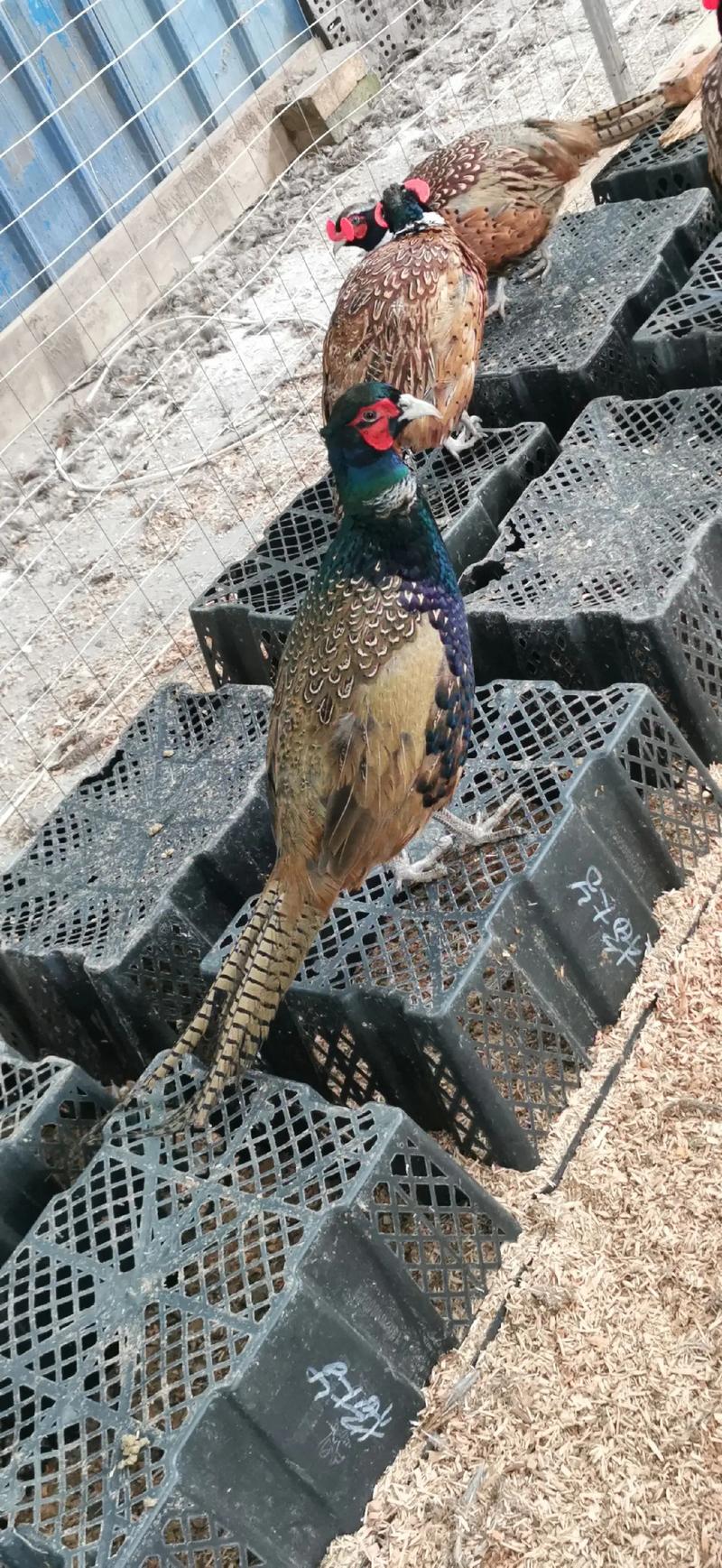 山鸡好养吗,死亡多吗??山鸡幼苗容易养活吗