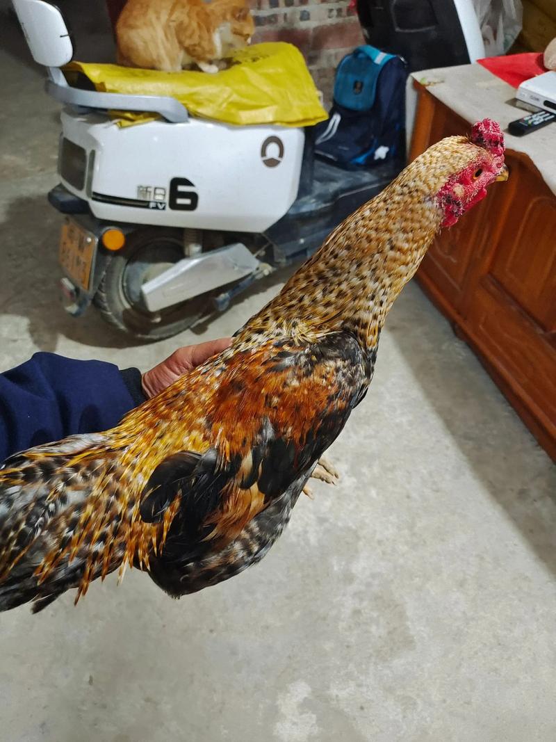 山鸡好养吗,死亡多吗??山鸡幼苗容易养活吗