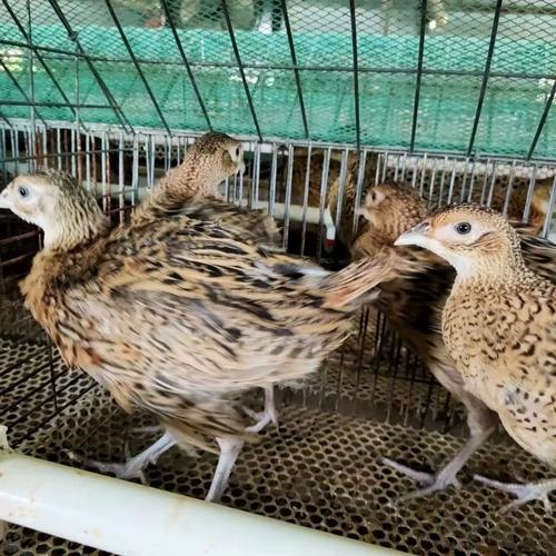 山鸡好养吗,死亡多吗??山鸡幼苗容易养活吗