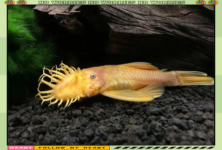 清洁鱼缸哪种鱼好?清洁鱼缸哪种鱼好用