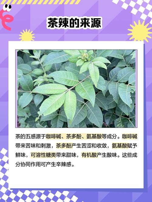 辣木叶茶多少钱一盒?辣木叶茶的功效与作用及禁忌