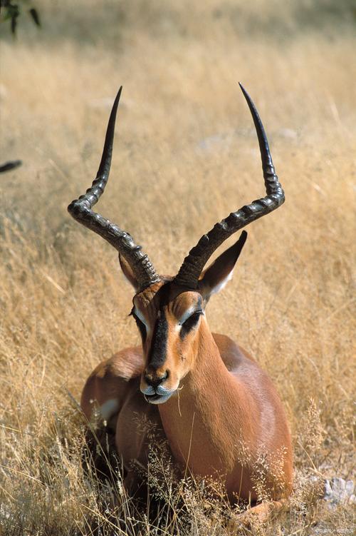 青藏高原动物有哪些？青藏高原的动物有什么