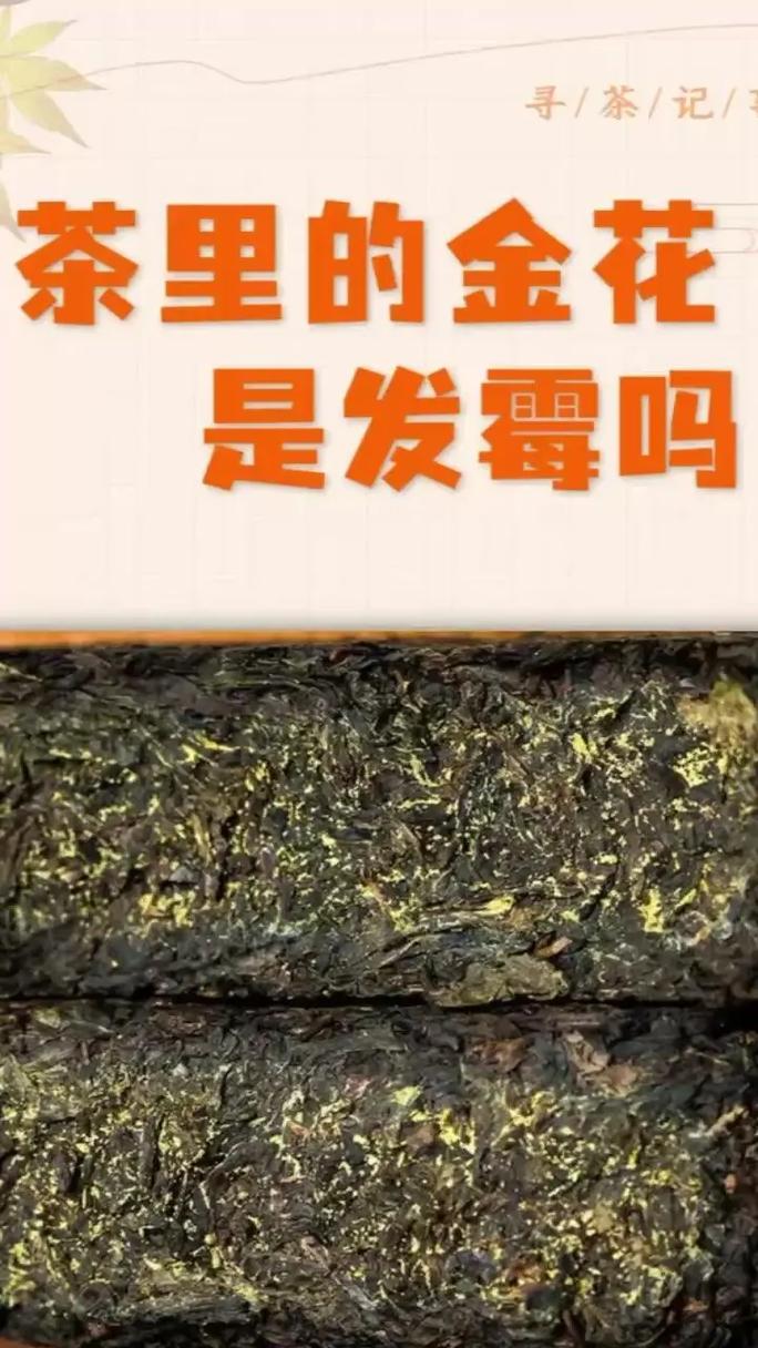 普洱茶发酵过程会产生霉菌吗？普洱茶发酵过度能喝么