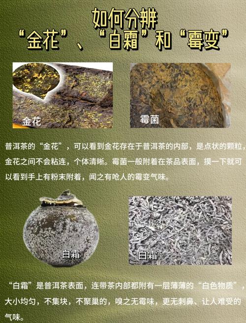 普洱茶发酵过程会产生霉菌吗?普洱茶发酵过度能喝么