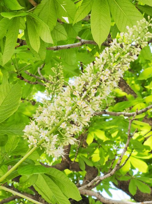 菩提花象征着什么？菩提花的花语和寓意