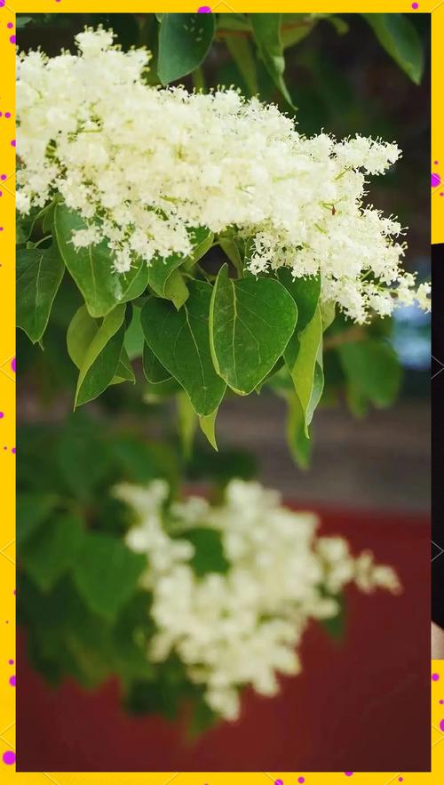 菩提花象征着什么?菩提花的花语和寓意