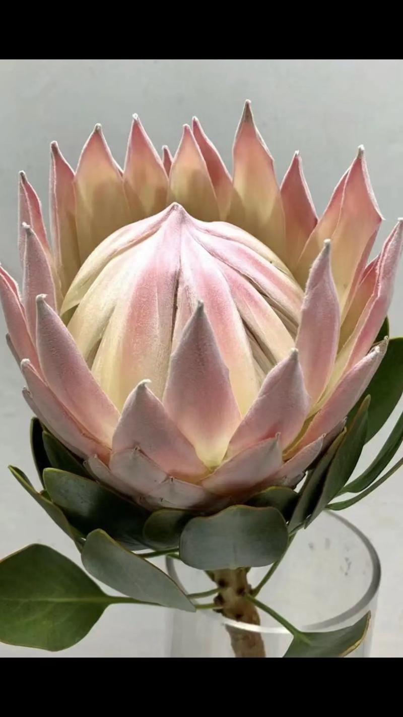 菩提花象征着什么?菩提花的花语和寓意