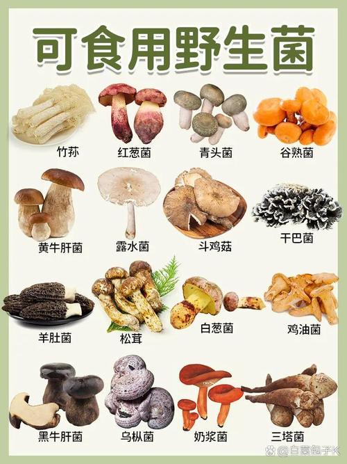 菌类菜是什么东西?菌类菜的功效