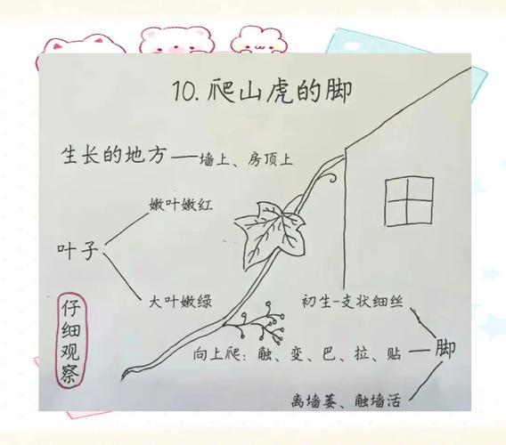 爬山虎的脚指什么地方？爬山虎的脚指什么?这样写有什么好处?