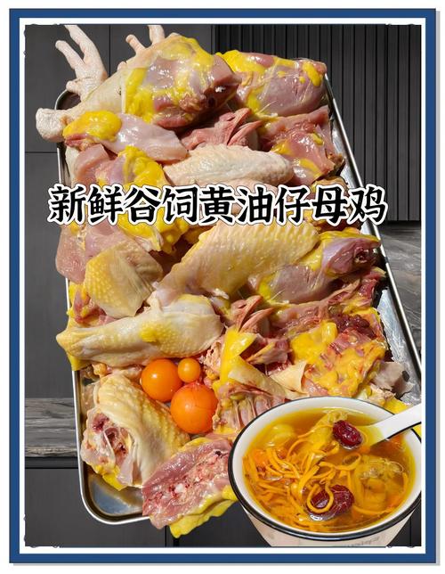 九斤黄鸡怎么做好吃肉容易烂呢？九斤黄鸡是肉鸡吗