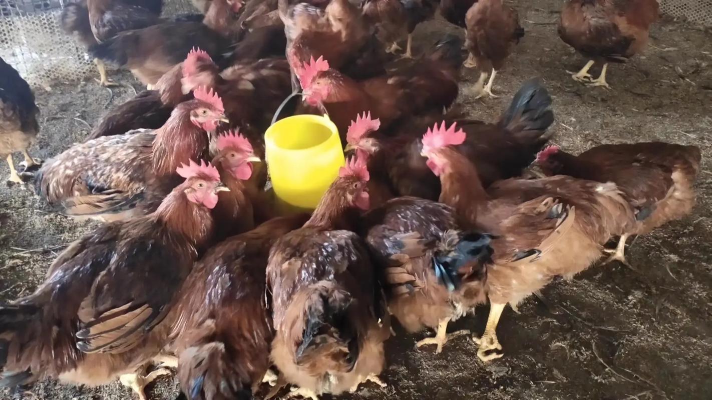 九斤黄鸡怎么做好吃肉容易烂呢?九斤黄鸡是肉鸡吗