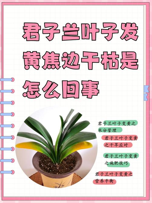 君子兰叶子发黄干枯还能恢复了吗？君子兰叶子变干变黄怎么回事
