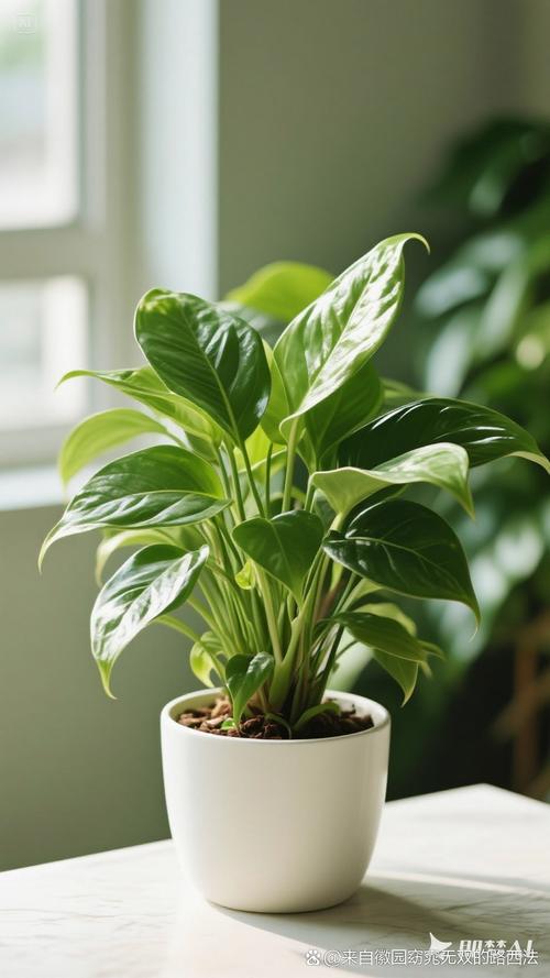 空气中就能生长的绿色植物？空气中就能生长的绿色植物有哪些