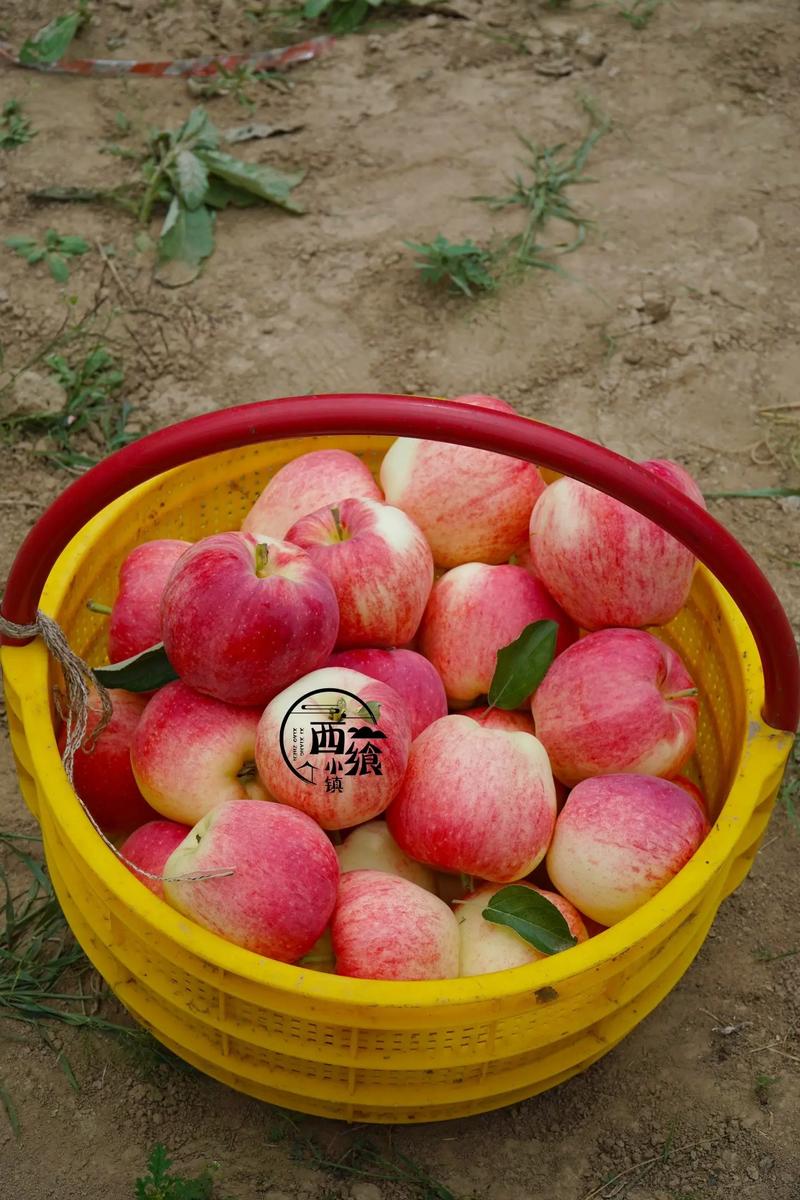 苹果熟了为什么是红色的？为什么煮的苹果会是红色的