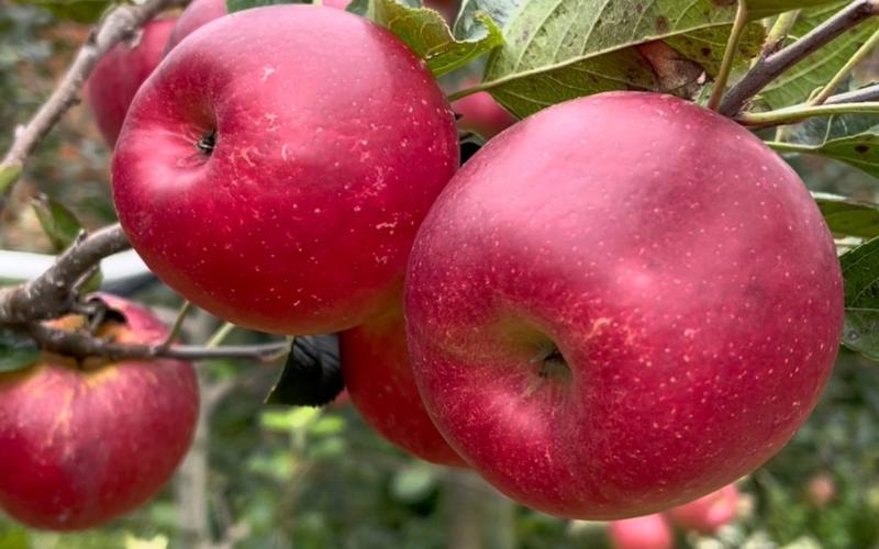 苹果熟了为什么是红色的?为什么煮的苹果会是红色的