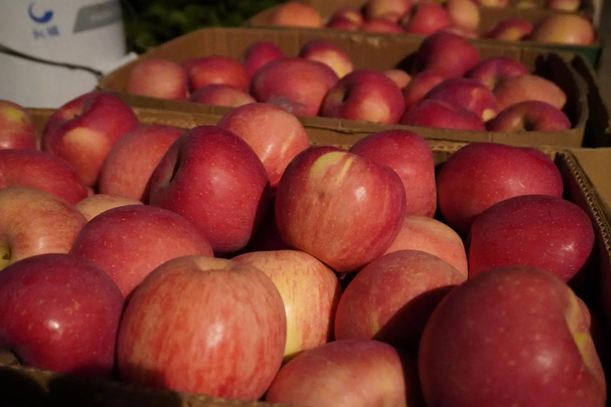 苹果熟了为什么是红色的?为什么煮的苹果会是红色的