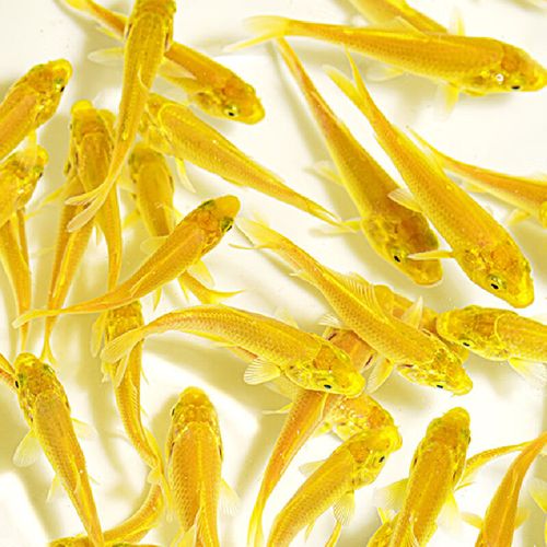 金鱼鱼苗生长速度?金鱼生长周期