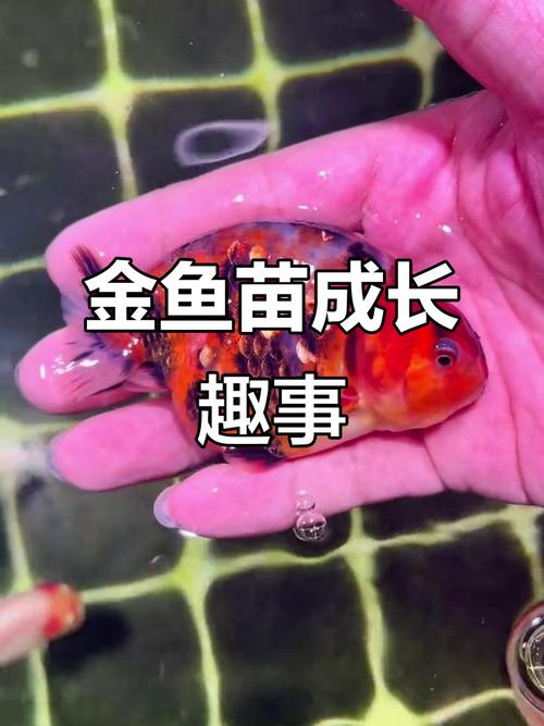 金鱼鱼苗生长速度?金鱼生长周期