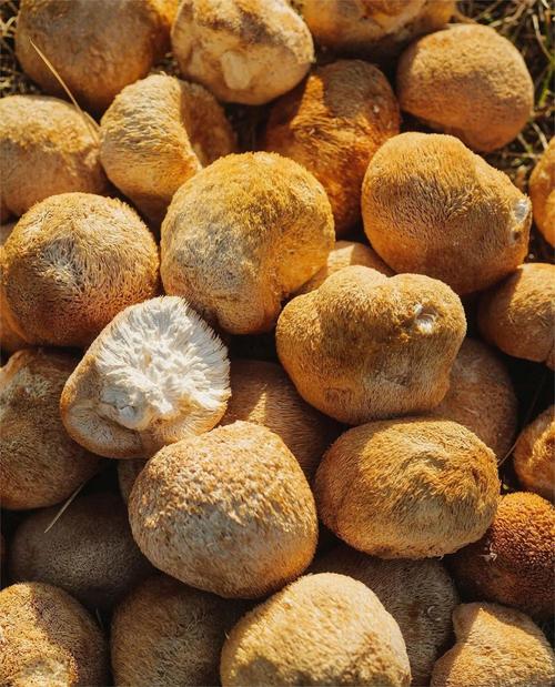 猴头菇变黄的原因？鲜猴头菇发黄是怎么回事