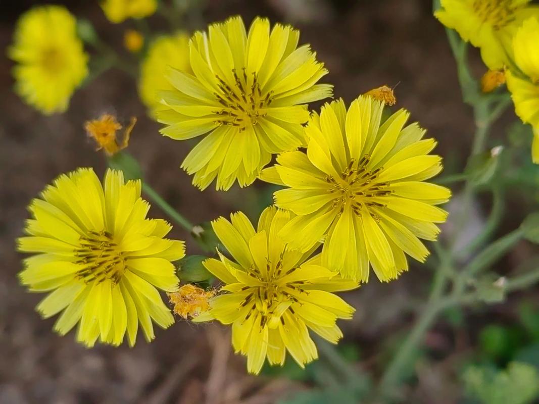 苦菜的花可以吃吗？苦菜花有毒吗