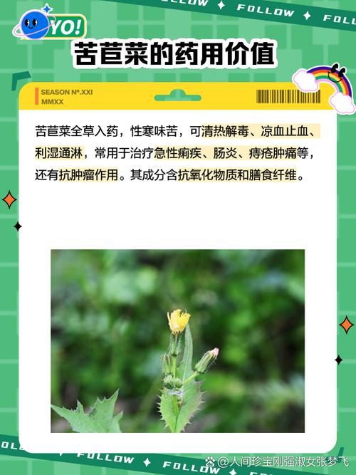 苦菜的花可以吃吗?苦菜花有毒吗