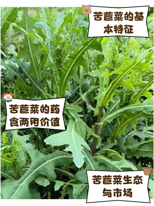 苦菜的花可以吃吗?苦菜花有毒吗