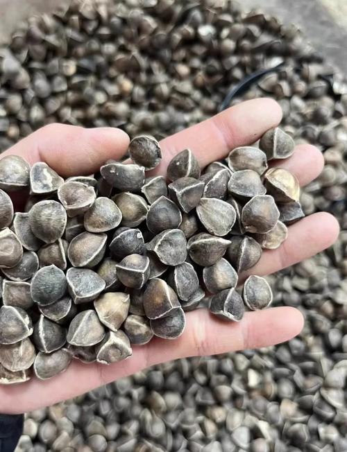 辣木籽什么季节种植？辣木籽什么时候种植最佳