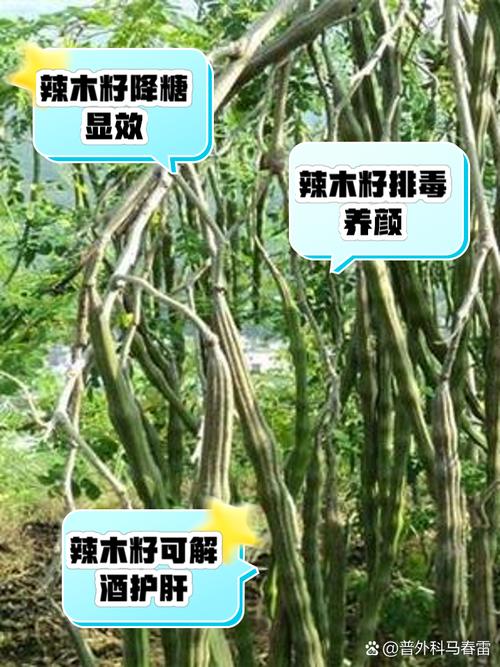 辣木籽什么季节种植?辣木籽什么时候种植最佳