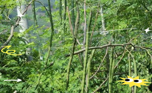 辣木籽什么季节种植?辣木籽什么时候种植最佳