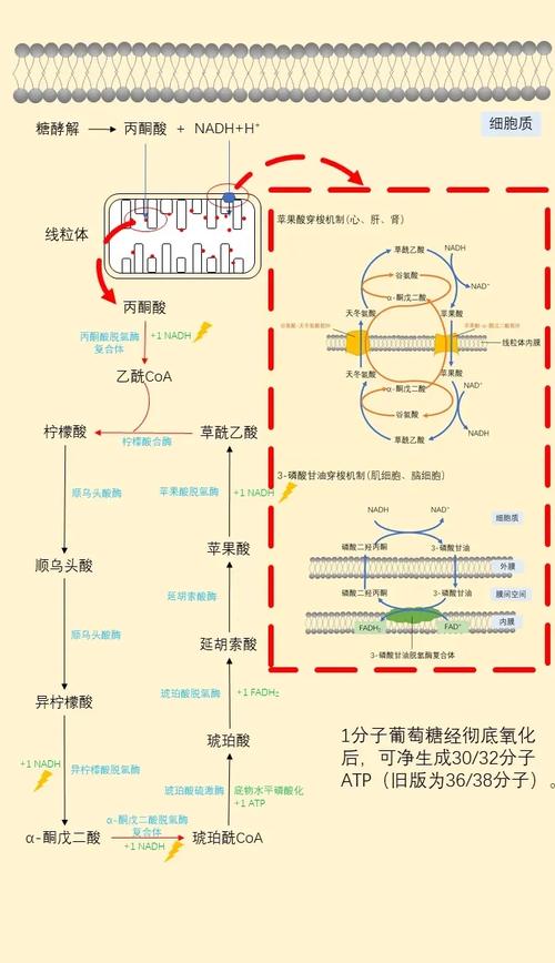 葡萄糖催化氧化后得到什么?葡萄糖催化氧化后得到什么反应