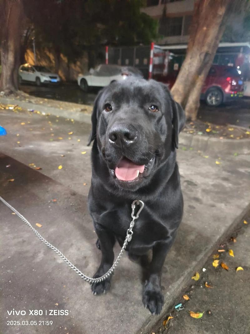 拉布拉多胆小怎么回事？拉布拉多胆小不敢出门怎么办