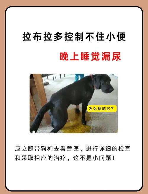 拉布拉多胆小怎么回事?拉布拉多胆小不敢出门怎么办