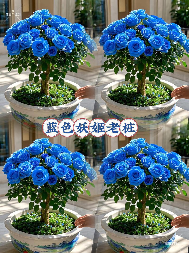 蓝色妖姬的故事,一个?蓝色妖姬背后的故事