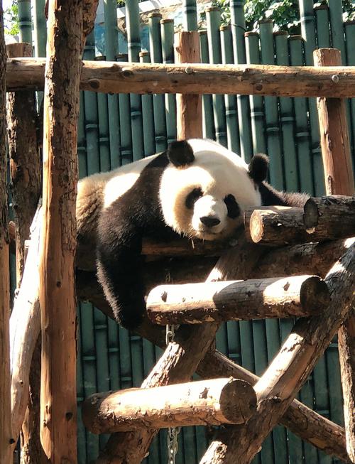 北京动物园几个熊猫？北京动物园几个熊猫馆