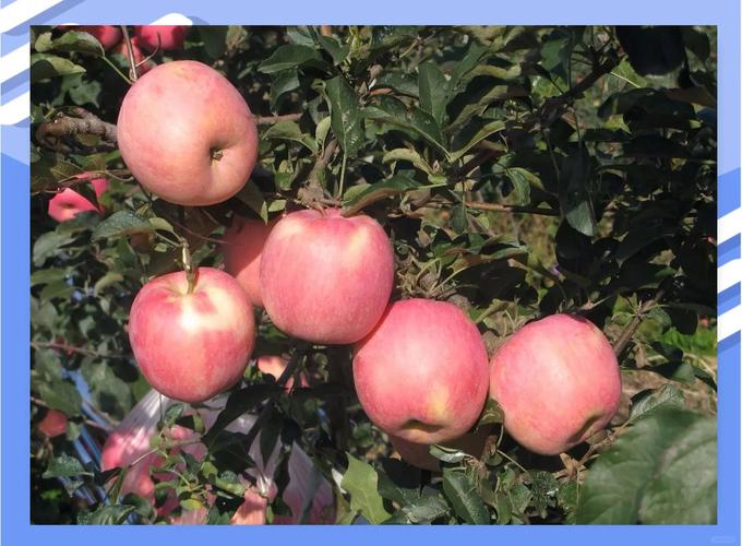 苹果树几月份喷尿素水浓度多少?苹果树施用尿素最佳时间