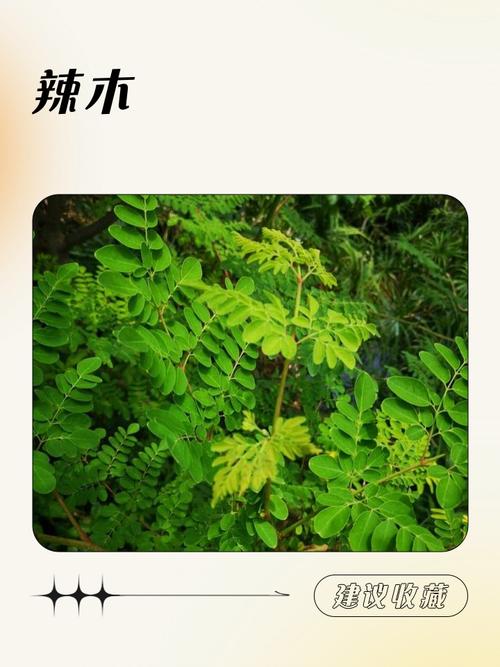 辣木面怎么做辣木面的做法大全?辣木怎么做面膜